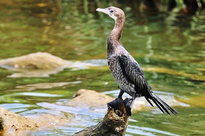 Anawilundawa wetland sanctuary